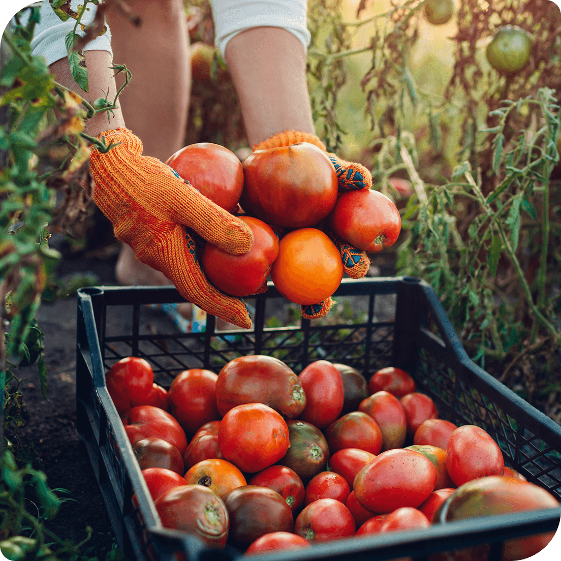 Produce worker holding a crate of tomatoes